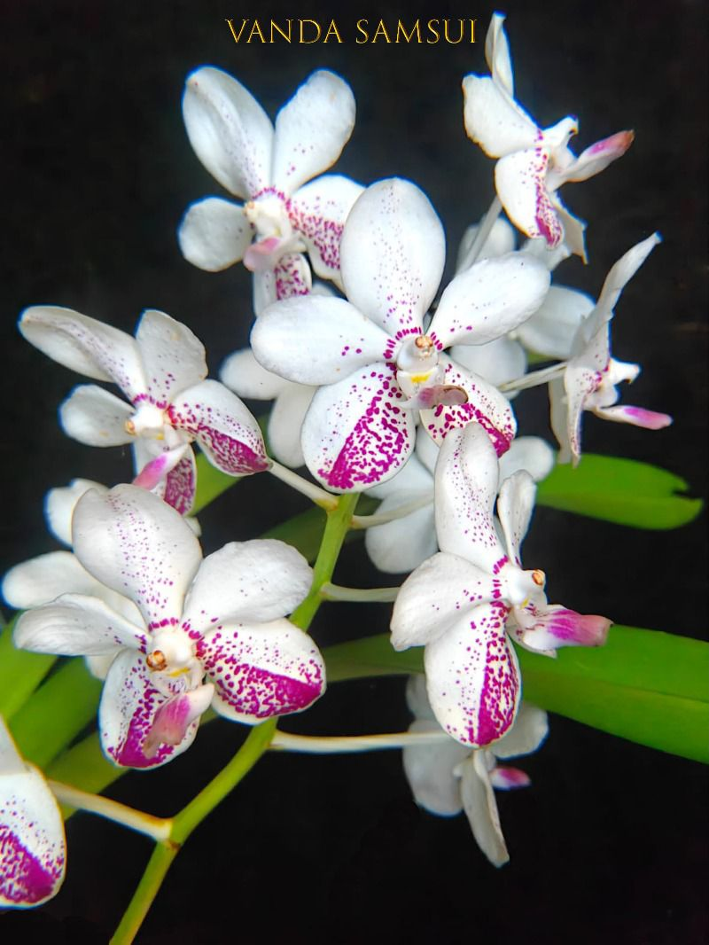 Vanda Samsui orchid hybrid